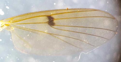 Mycetophila sp.